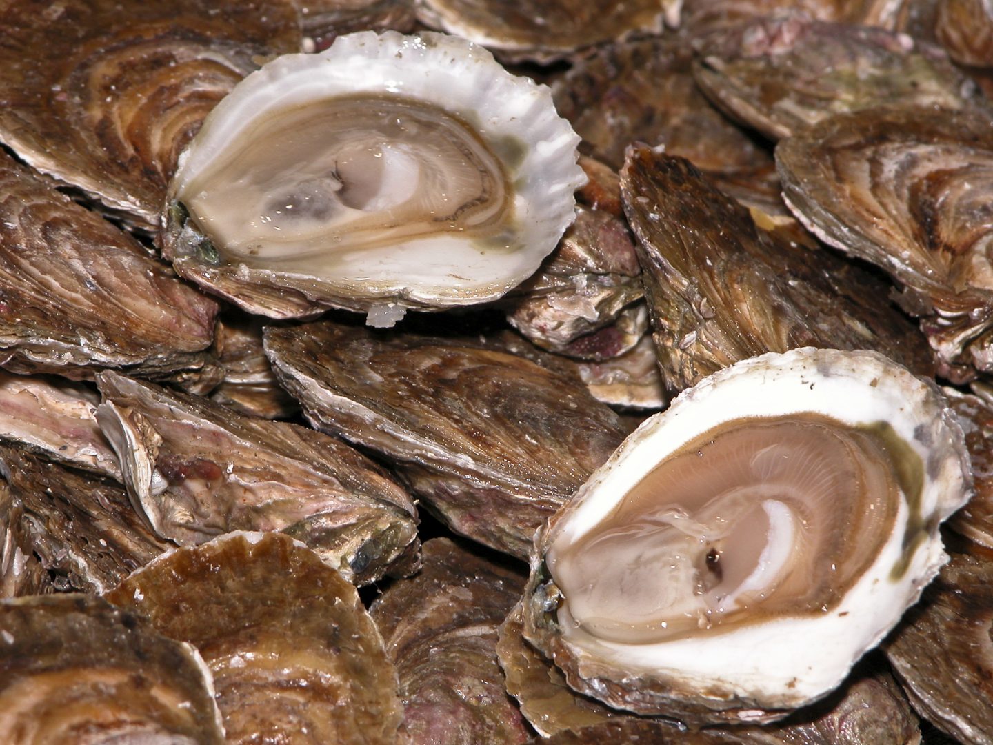 Bretagne Nord : La bourriche bois : un marché mature mais porteur