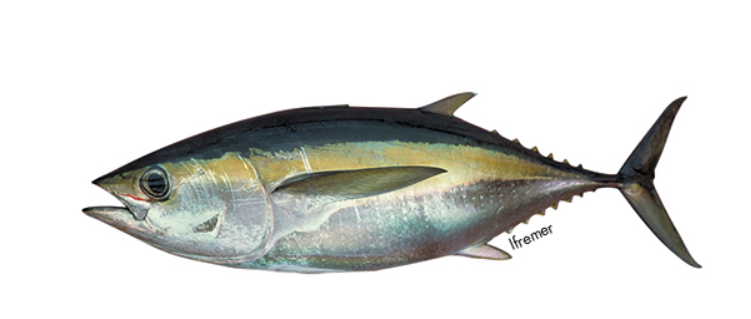 Captain Fresh rachète Frime