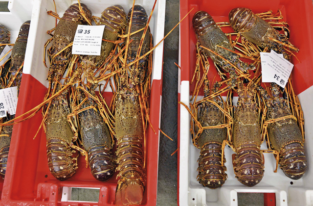 Timide retour de la langouste rouge - Produits de la mer