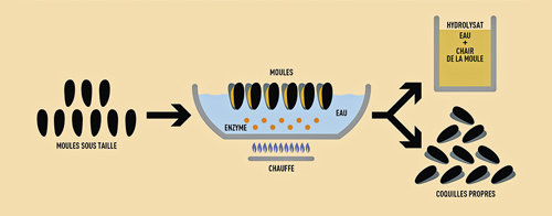 /tl_files/_media/redaction/1-Actualites/Sciences-et-Techniques/2019/201910/mytilimer-process-hydrolisat-moules.jpg